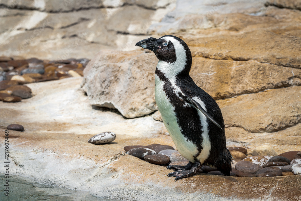 Naklejka premium Humboldt Penguin