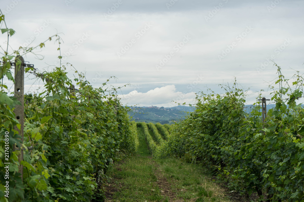 Vineyards in the hills near Monticello d'Alba, Piedmont - Italy
