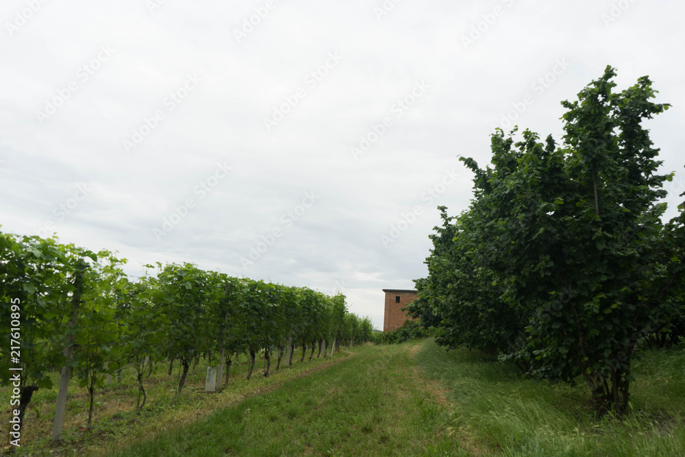 Vineyards in the hills near Monticello d'Alba, Piedmont - Italy