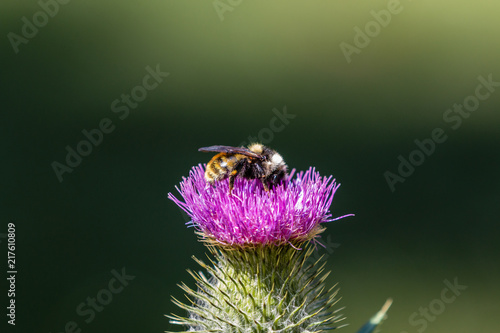Bumblebee on a Thistle