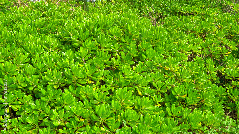 Obraz premium Green leaf background