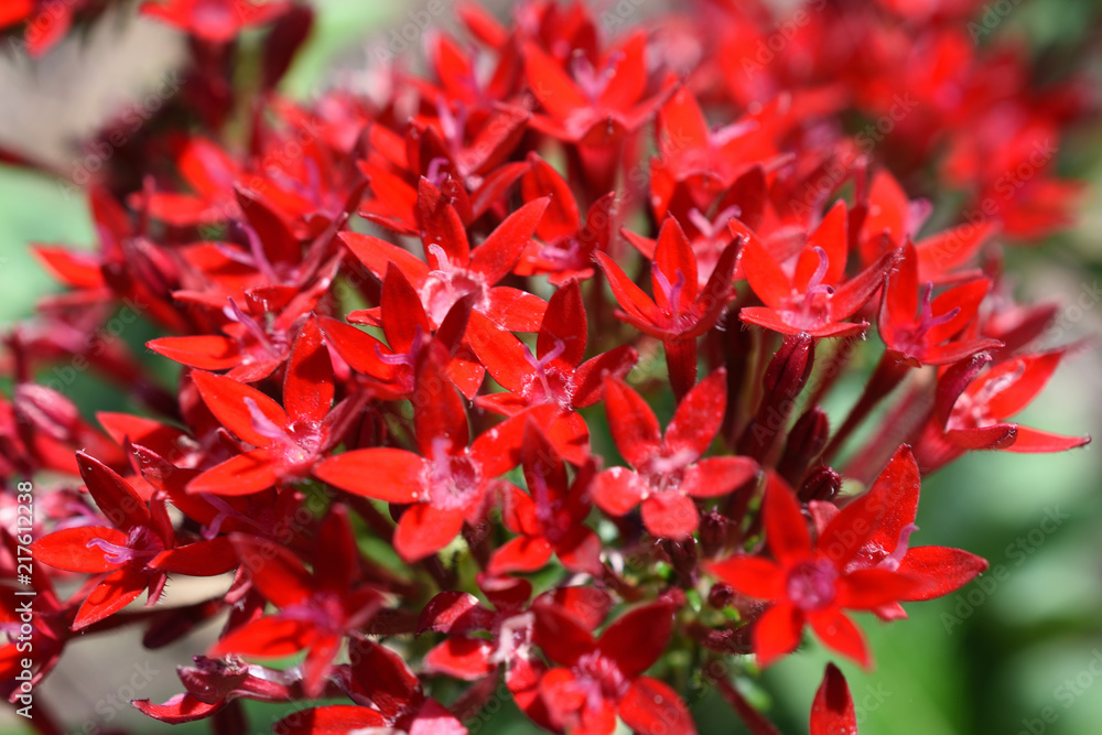mighty red mighty red