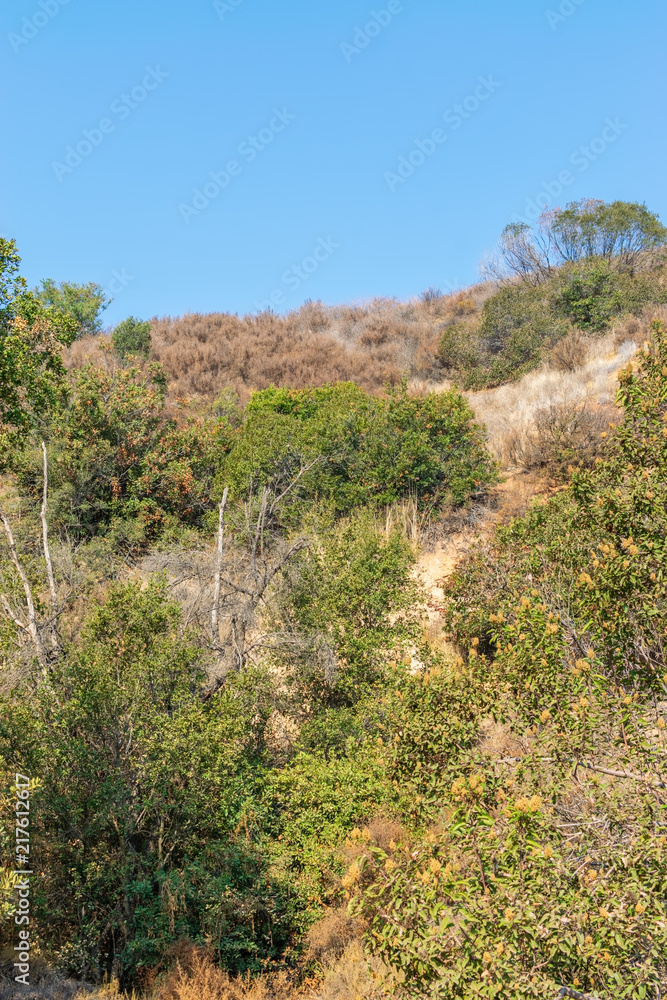 Dry brush, tall trees, and steep hillsides of Southern California mountains on hot summer day