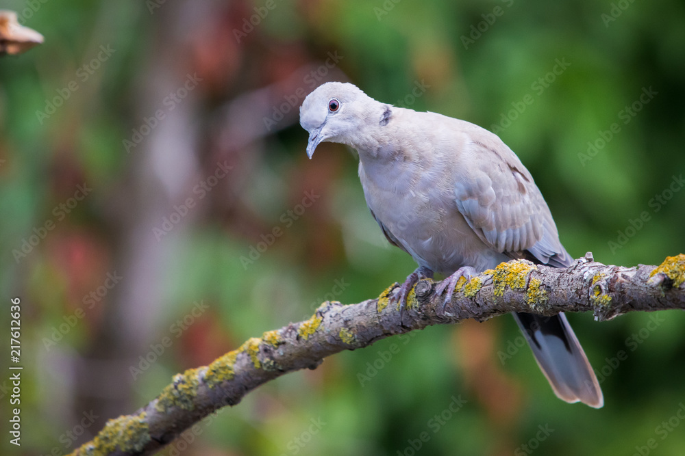 Collared dove or Streptopelia decaocto on branch Collared dove or Streptopelia decaocto on branch