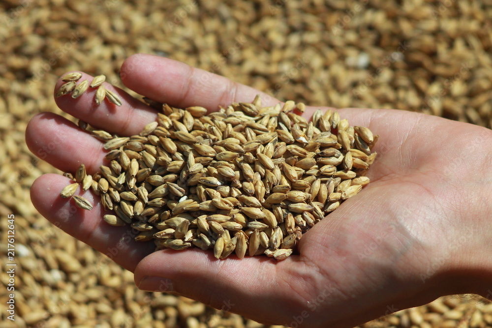 Man's hand in the barley seeds background Man's hand in the barley seeds background