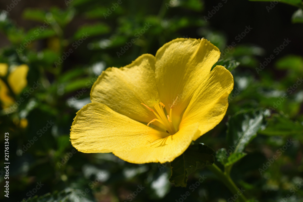 open yellow open yellow