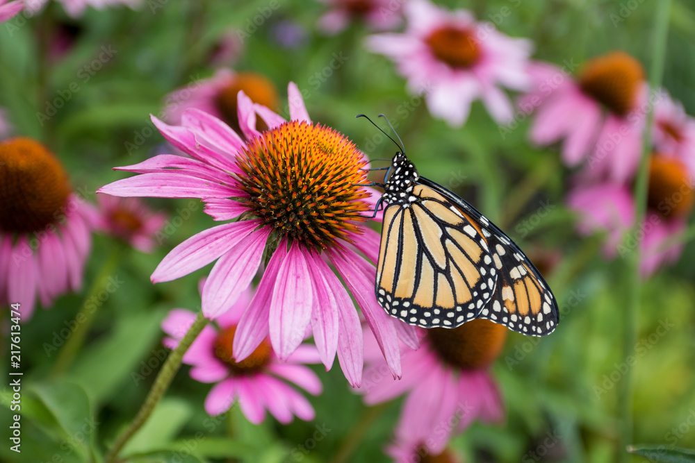 Monarch butterfly on purple coneflower Monarch butterfly on purple coneflower