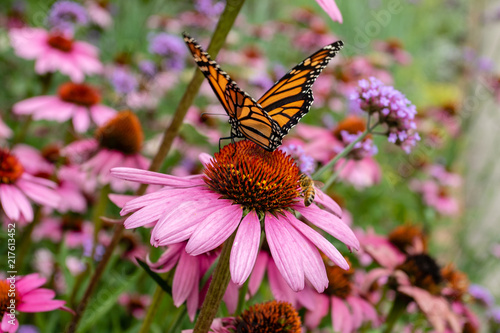 Monarch butterfly and bee on purple coneflower photo