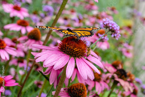 Monarch butterfly and bee on purple coneflower