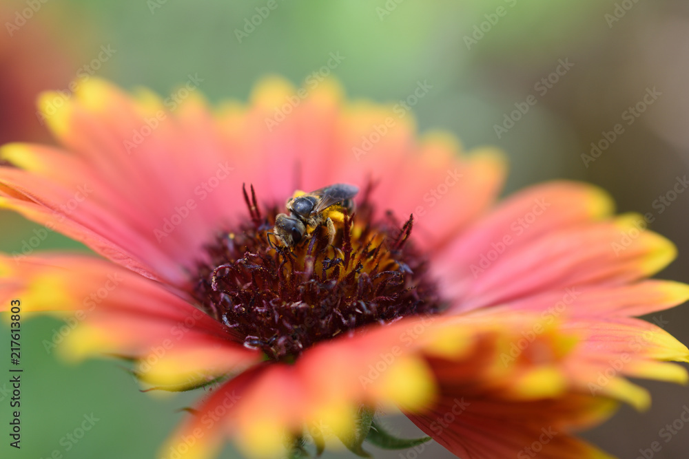 bee eating