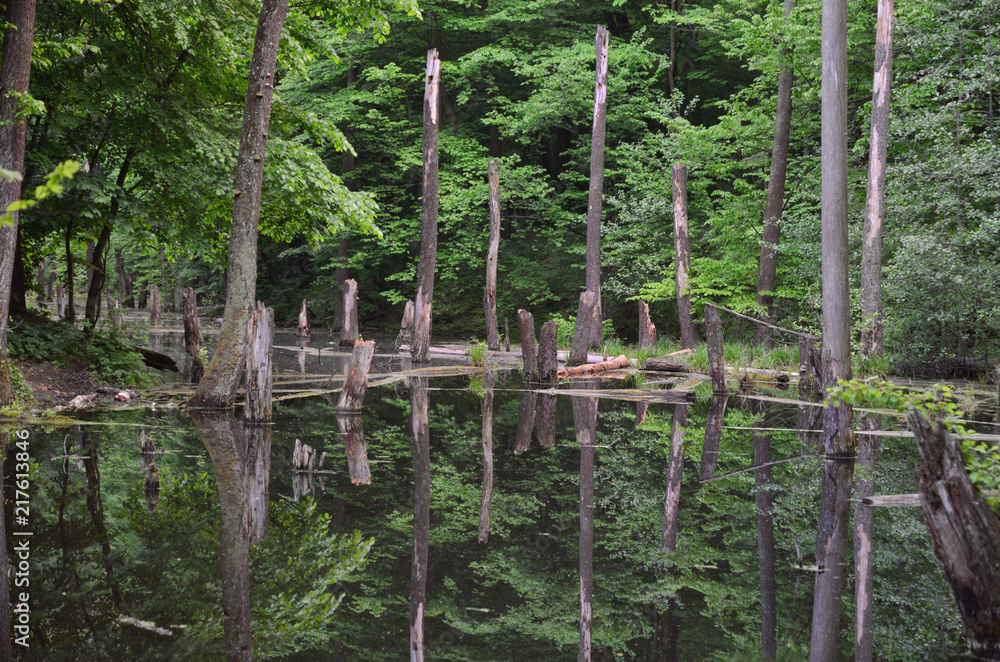 Swamp deciduous forest and dead trees reflected in water Swamp deciduous forest and dead trees reflected in water