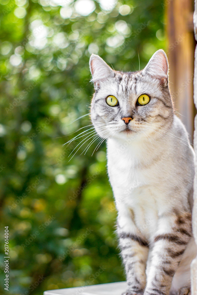 Gray cat sitting on the green garden