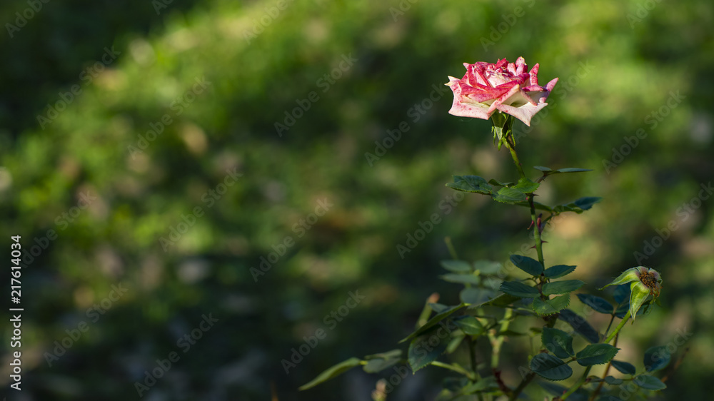  White rose and pink on green background 