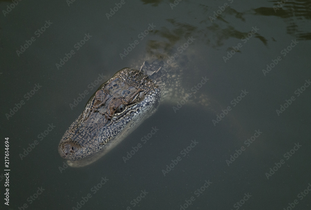 Fototapeta premium A Young Alligator in the Water