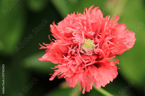 Fototapeta Naklejka Na Ścianę i Meble -  Mohn