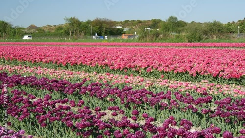 Wallpaper Mural Piantagione di tulipani in Olanda Torontodigital.ca