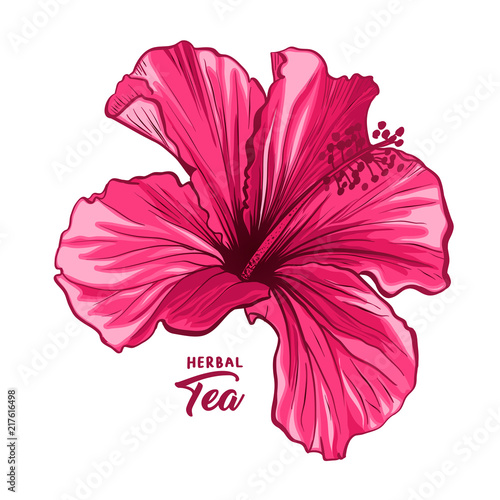 Hawaiian Hibiscus Fragrance Flower or Mallow Pink Chenese Rose. Flora and Isolated Botany Plant with Petals. Red Tropical Karkade or Bissap Herbal Tea, Crimson Flora. Blossom and Nature Theme. photo
