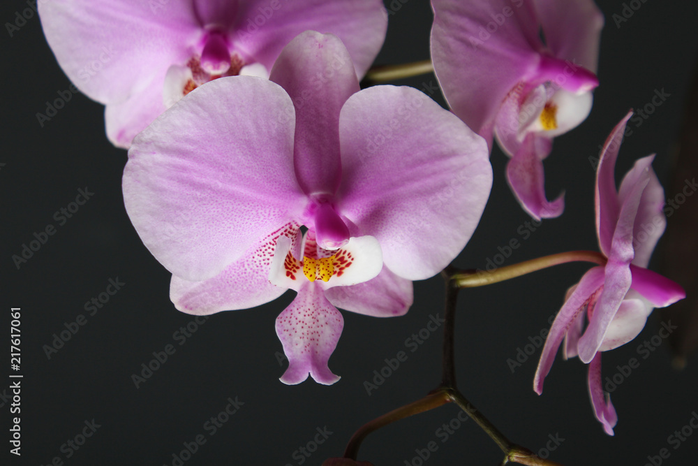 Magenta blossom phalaenopsis at right side of dark Pink orchid on a dark background Magenta blossom phalaenopsis at right side of dark Pink orchid on a dark background