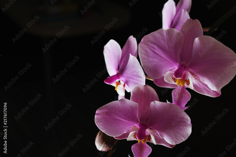 Obraz premium Magenta blossom phalaenopsis at right side of dark Pink orchid on a dark background