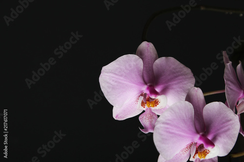 Magenta blossom phalaenopsis at right side of dark Pink orchid on a dark background