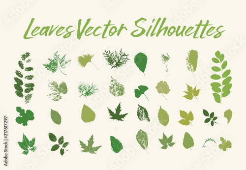 Skeletonizing insect damaged leaves. Blackberry and walnut tree, aspen and birch, maple and thuja, rowanberry and ginkgo. Print of leaf with veins, petiole texture. Botany and forest, wood theme