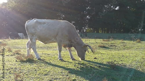 A wite maremman cow is grazing in a green field in a sunny day, backlighted. Sun rays are visible.
 photo