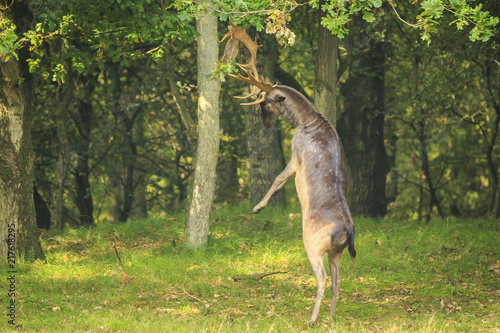 Male fallow deer Dama Dama stand up straight on hind legs.