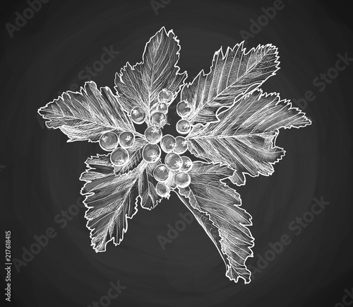 Branch of rowan berry sketch, mountain-ashes twig, ash tree raceme for scrapbook, foliage of rowan-tree bouquet with leaves, cluster of raw berries. Botany and flora, seasonal fruit theme
