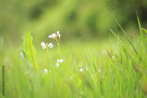 Cuckooflower Cardamine pratensis blooming in a meadow