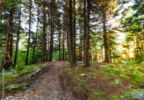 Sunset in the high altitude spruce forest on top of Spruce Knob in West Virginia  sunlight beaming through the trees