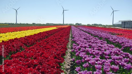 Piantagione di tulipani in Olanda