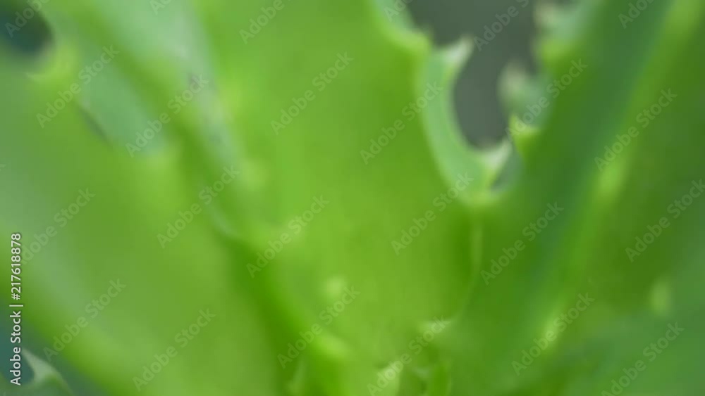Close up pan shot of Aloe Vera plant core Close up pan shot of Aloe Vera plant core