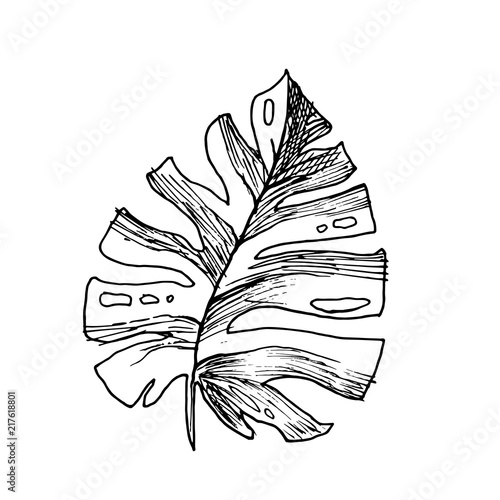 Isolated sketched coconut or queen palm tree leaves. Beach and rainforest, desert coco flora. Foliage of subtropical fern. Green palmae or jungle arecaceae. Botany, environment theme