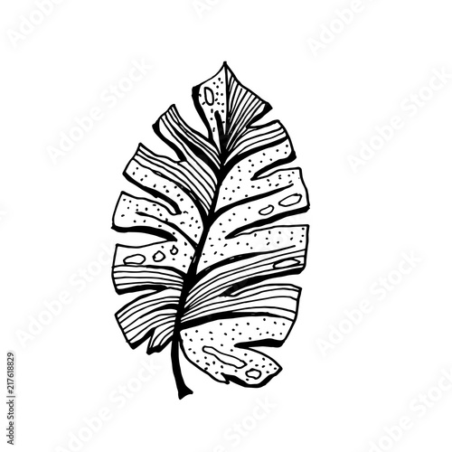 Isolated sketched coconut or queen palm tree leaves. Beach and rainforest, desert coco flora. Foliage of subtropical fern. Green palmae or jungle arecaceae. Botany, environment theme