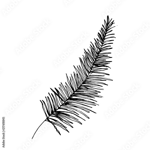 Isolated sketched coconut or queen palm tree leaves. Beach and rainforest, desert coco flora. Foliage of subtropical fern. Green palmae or jungle arecaceae. Botany, environment theme
