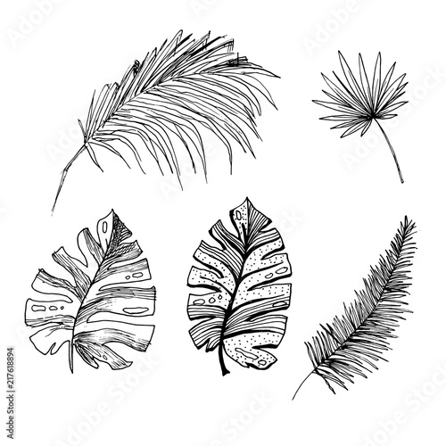 Set of isolated sketched coconut or queen palm trees with leaves. Beach and rainforest, desert coco flora. Foliage of subtropical fern. Green palmae or jungle arecaceae. Botany, environment theme
