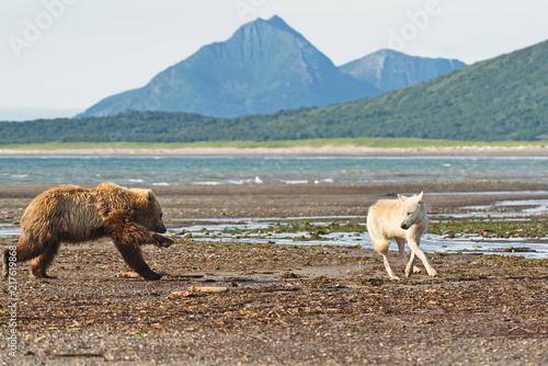 Grizzly (ursu arctos) charges wolf (canis lupus) in Katmai park photo