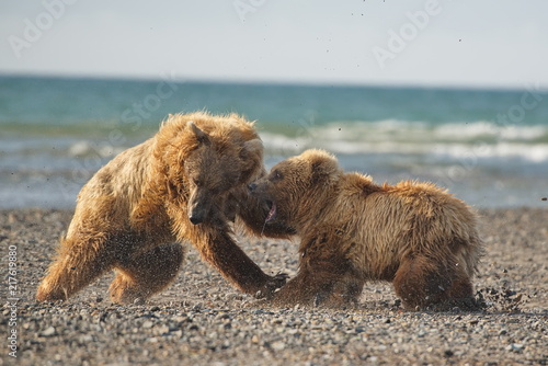 Pacific Coastal Brown bears (usus arctos) fighting - grizzliy - on the Kenai peninsual photo