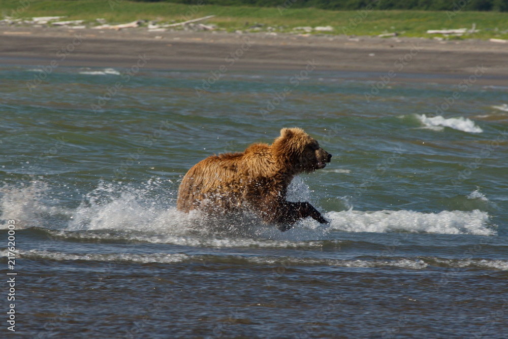 Pacific Coastal Brown bears (usus arctos) - grizzliy - on the Kenai peninsual Pacific Coastal Brown bears (usus arctos) - grizzliy - on the Kenai peninsual