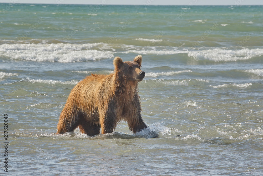 Naklejka premium Pacific Coastal Brown bears (usus arctos) - grizzliy - on the Kenai peninsual