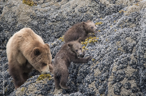 Brown Bear Mama and Cubs, Glacier Bay, foraging at low tide