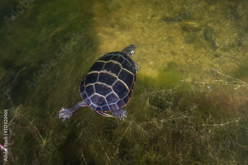 Painted Turtle, Chrysemys picta, in Freshwater Pond photo