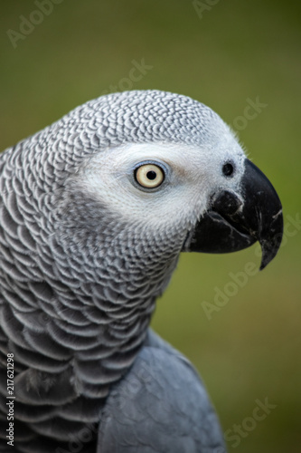 Pet African grey is a good mimic  and talker