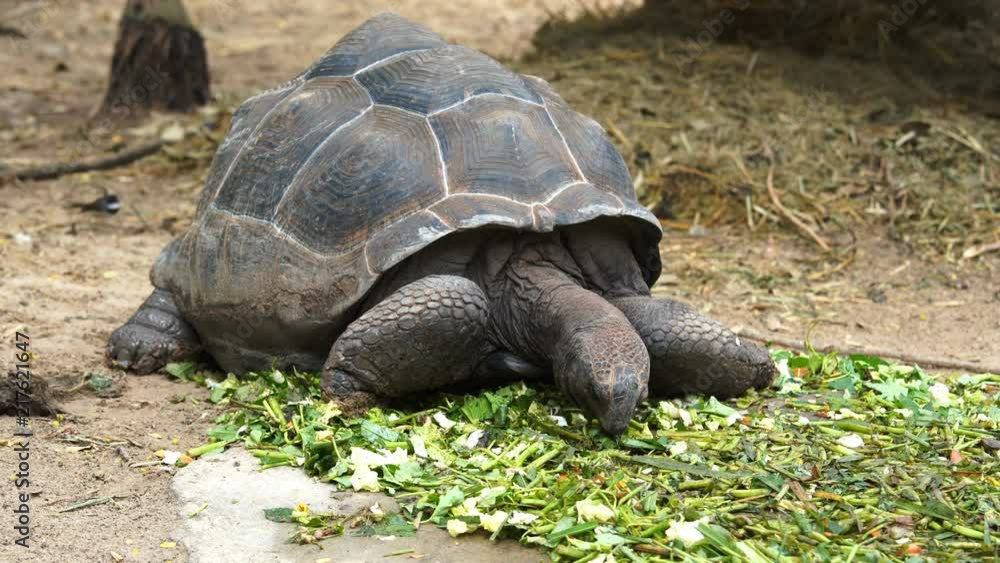 An Aldabra giant tortoise (Aldabrachelys gigantea) green leave An Aldabra giant tortoise (Aldabrachelys gigantea) green leave