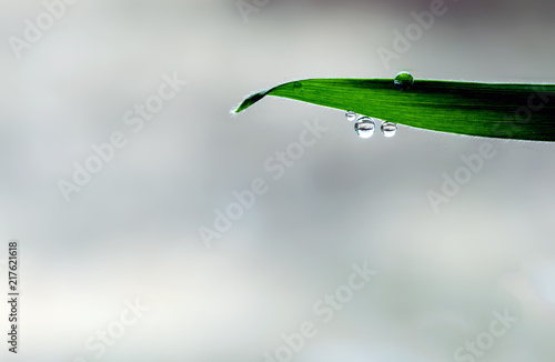 Rain water drops hang from a green garden leaf with the vegetation using a bokeh stormy grey sky background with copyspace area for gardening storm based ideas