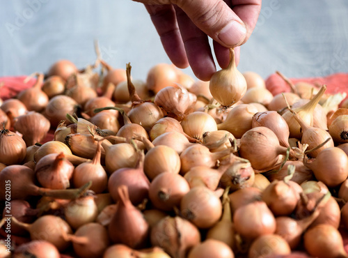 Image of a male caucasian hand picking up a single onion from a set for planting in a garden. Selecting the alium ready for the vegetable garden.