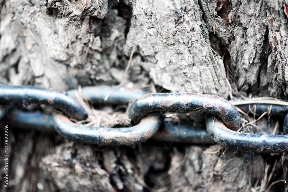 Closeup macro image of a worn rusted metal chain stuck in the trunk of a aged tree