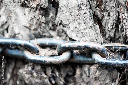 Closeup macro image of a worn rusted metal chain stuck in the trunk of a aged tree © johndwilliams