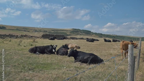 Wallpaper Mural Black cows resting on a farmland. England. Torontodigital.ca