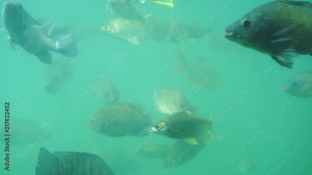Many fish are swimming in the water Many fish are swimming in the water